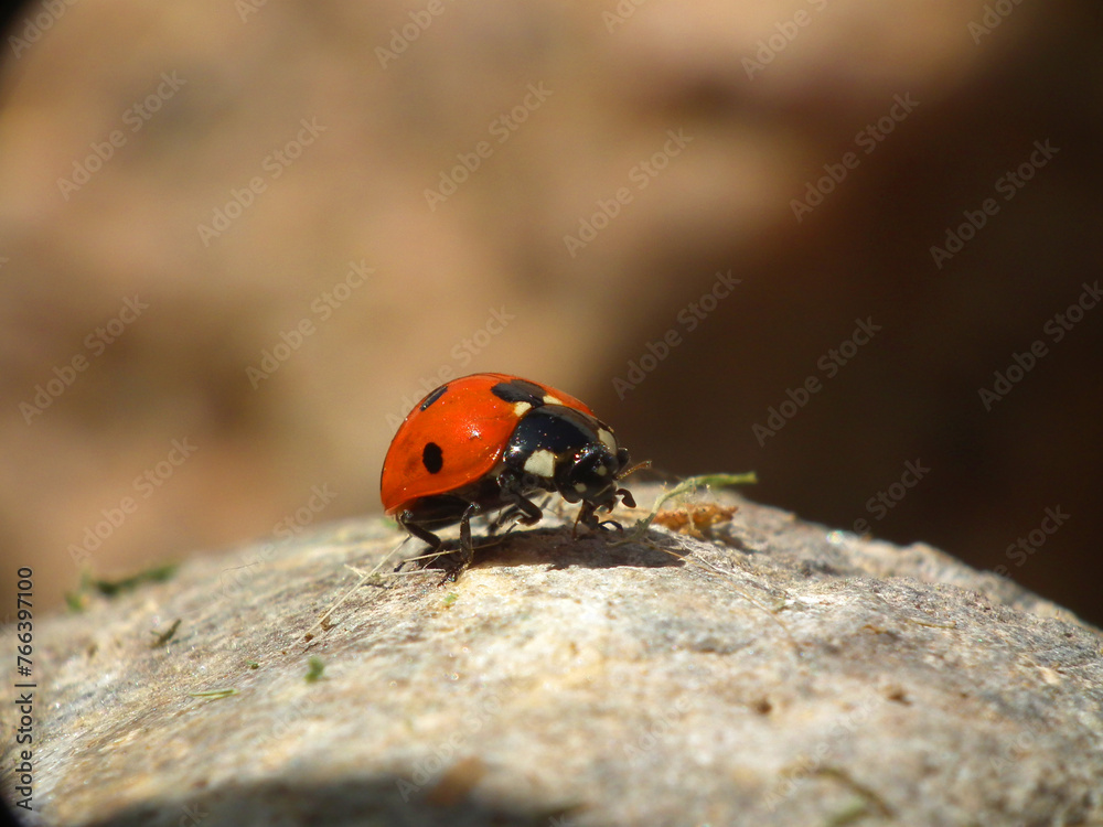 Fototapeta premium Coccinella