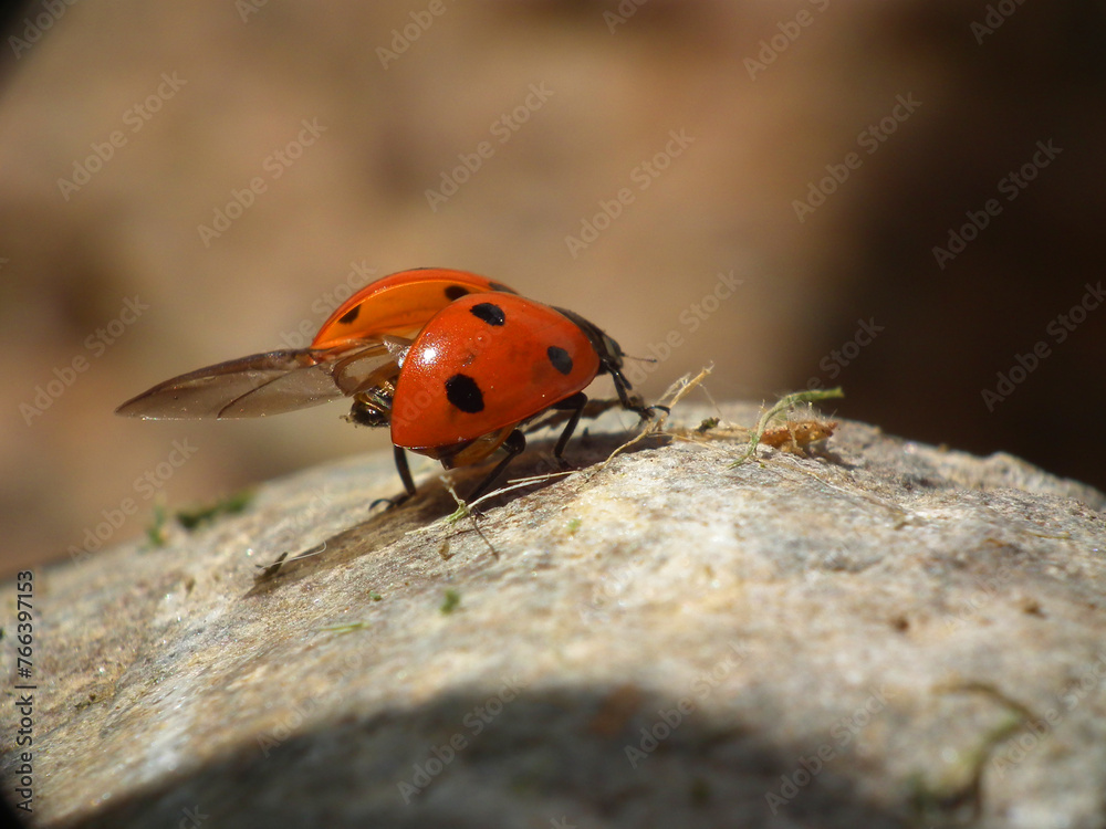 Fototapeta premium Coccinella