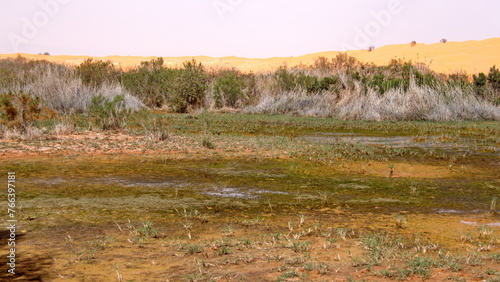 Fototapeta Naklejka Na Ścianę i Meble -  Marshy area filled with grasses at an oasis in the Sahara Desert, outside of Douz, Tunisia
