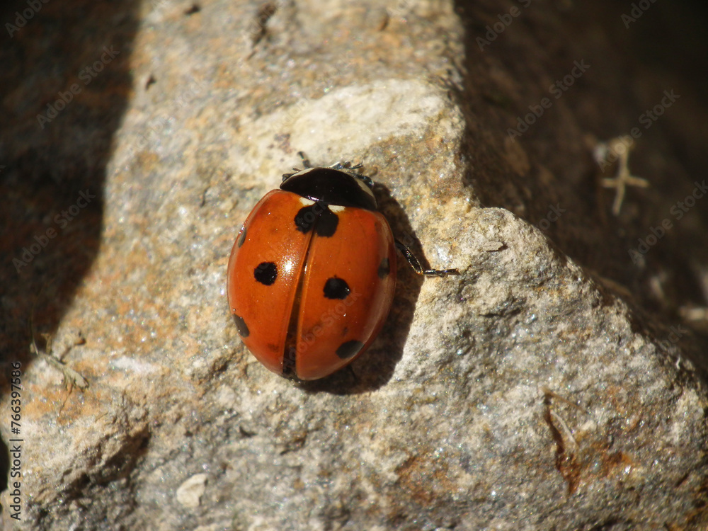 Fototapeta premium Coccinella