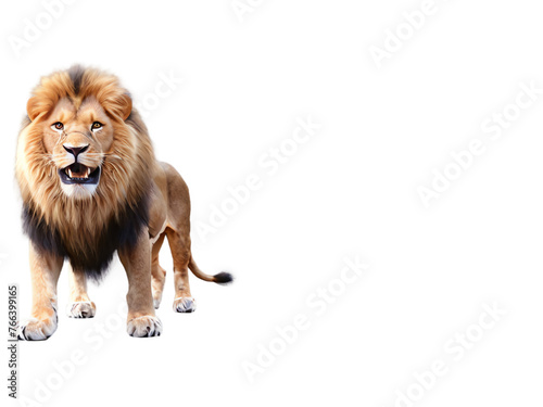 male lion on alert isolated