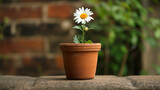  A small flower blooms in a clay pot,with the sun's warm rays shining down upon it. Business growth. The environment. Green shoots of recovery.  Entrepreneur, 