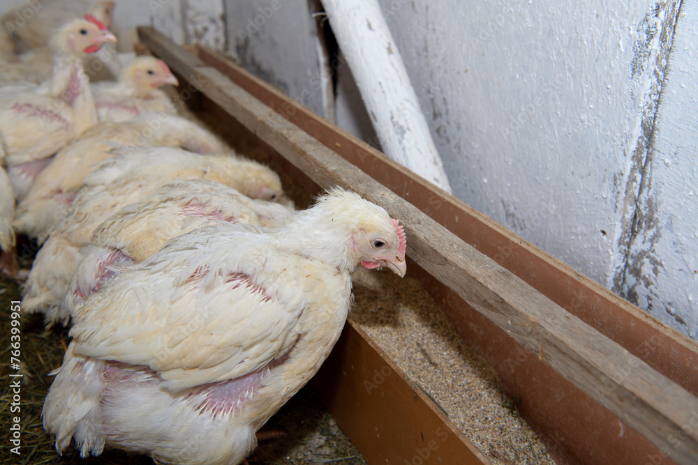 Detail of head of homemade white chickens eating the grain