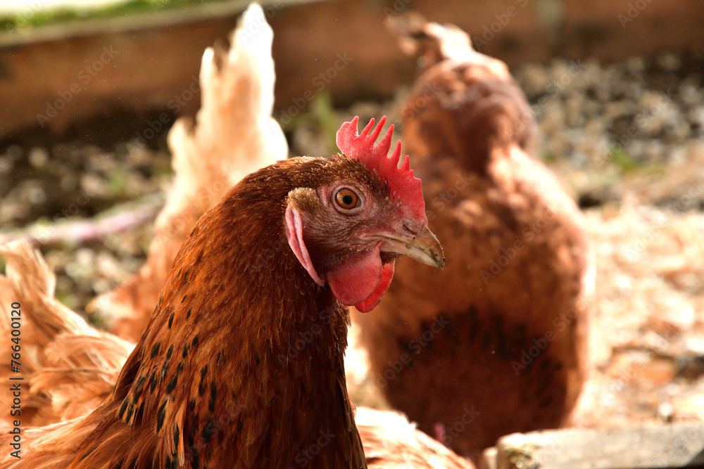 Portrait of a domestic hen's head at home in the village on the farm