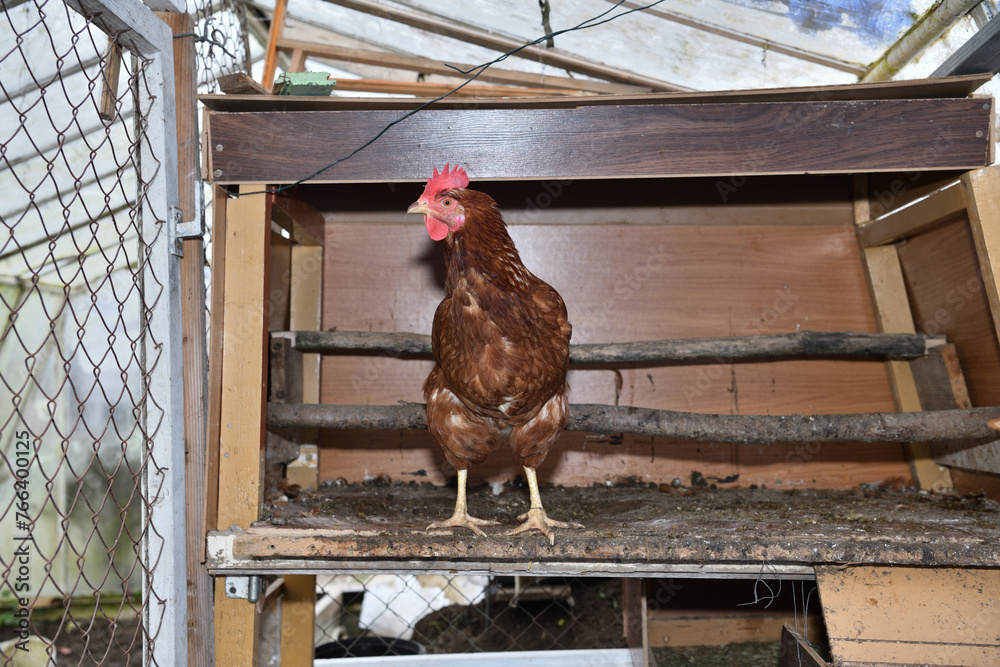 Portrait of a domestic hen's head at home in the village on the farm