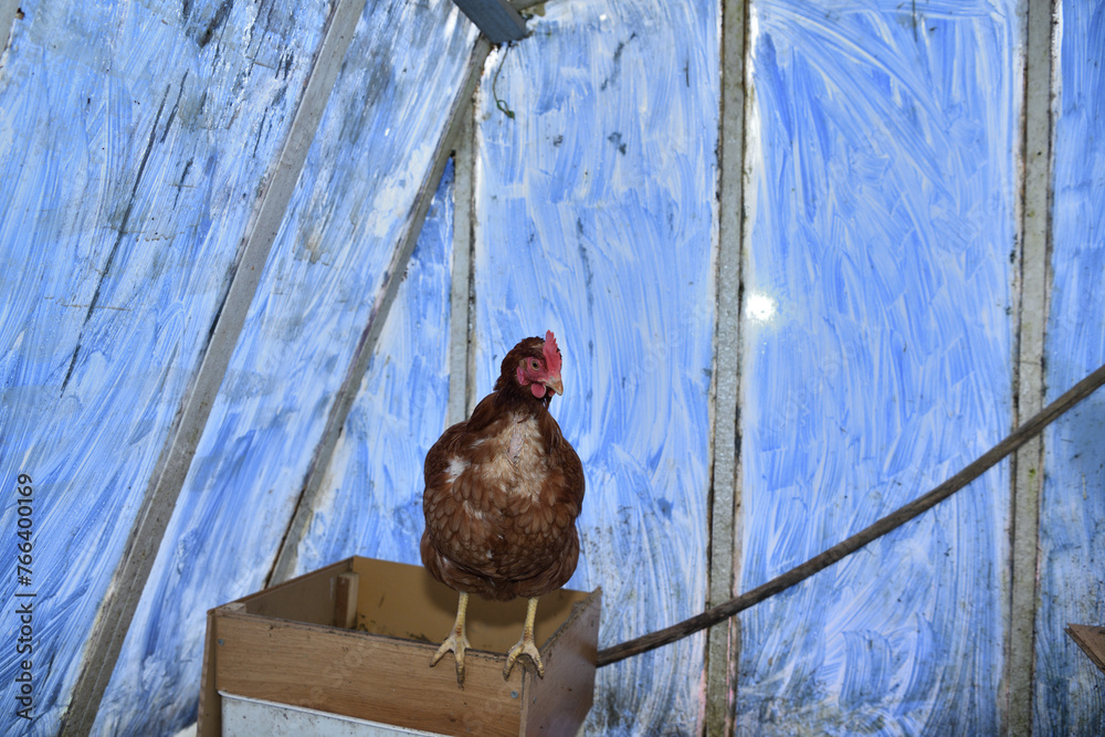 Portrait of a domestic hen's head at home in the village on the farm