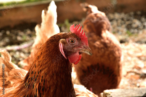 Obraz na płótnie Portrait of a domestic hen's head at home in the village on the farm w salonie