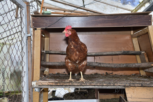 Obraz na płótnie Portrait of a domestic hen's head at home in the village on the farm w salonie