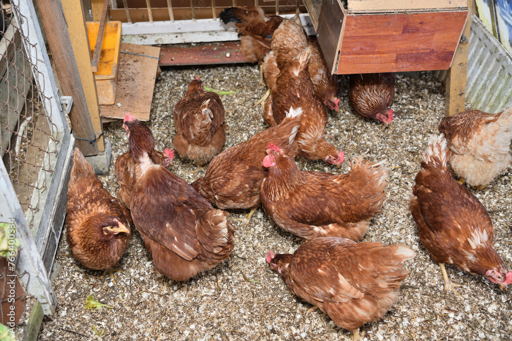 Top view of laying hen chickens eating on a home farm