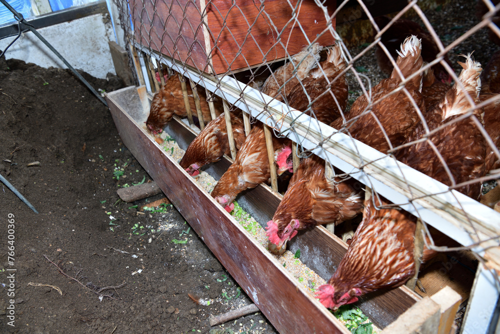Detail of head of homemade white chickens eating the grain