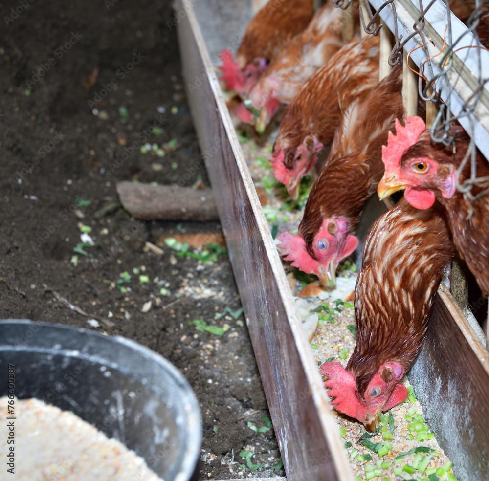 Detail of head of homemade white chickens eating the grain