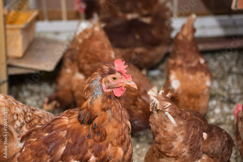 Detail of head of homemade white chickens eating the grain