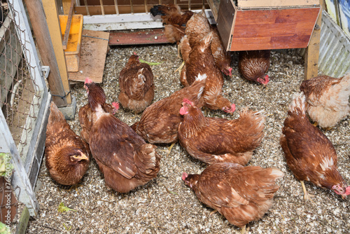 Obraz na płótnie Top view of laying hen chickens eating on a home farm w salonie