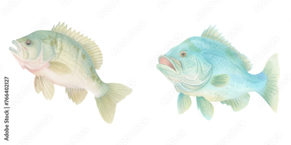 big bass fish watercolour vector illustration big bass fish watercolour vector illustration