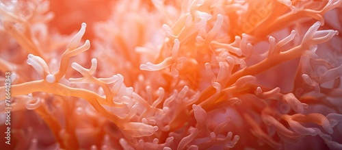 A close up of a coral reef in the ocean resembles a beautiful amber flower, with petallike patterns in shades of orange, peach, and treelike structures © TheWaterMeloonProjec