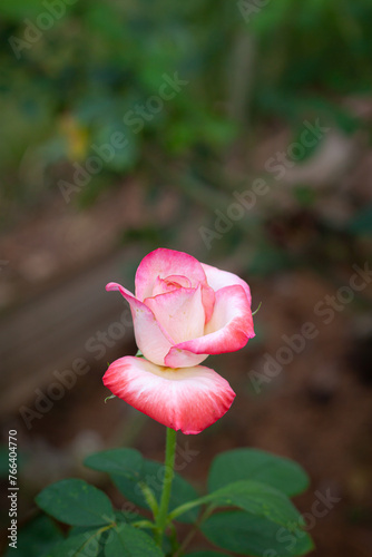 flower in garden natural outdoor