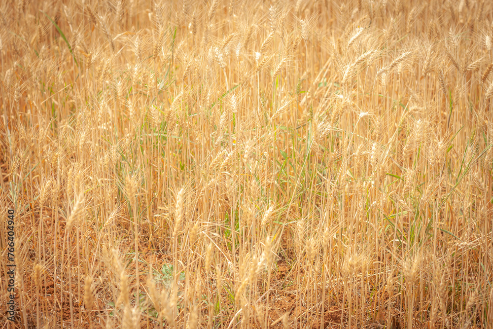 Golden Barley Field at Samoeng Chiang Mai Golden Barley Field at Samoeng Chiang Mai