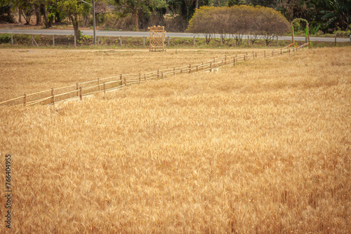 Golden Barley Field at Samoeng Chiang Mai