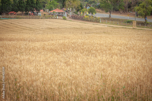 Golden Barley Field at Samoeng Chiang Mai