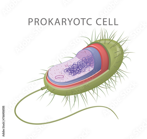 Prokaryotic cells: the smallest, simplest cell type photo