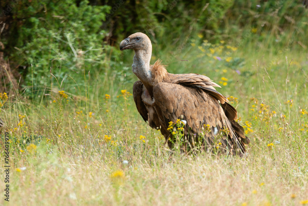 Vautour fauve,.Gyps fulvus, Griffon Vulture, Parc naturel régional des grands causses 48, Lozere, France Vautour fauve,.Gyps fulvus, Griffon Vulture, Parc naturel régional des grands causses 48, Lozere, France