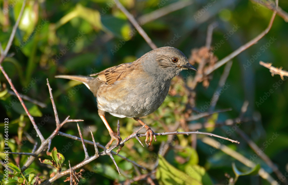 Fauvette grisette,.Curruca communis, Common Whitethroat Fauvette grisette,.Curruca communis, Common Whitethroat