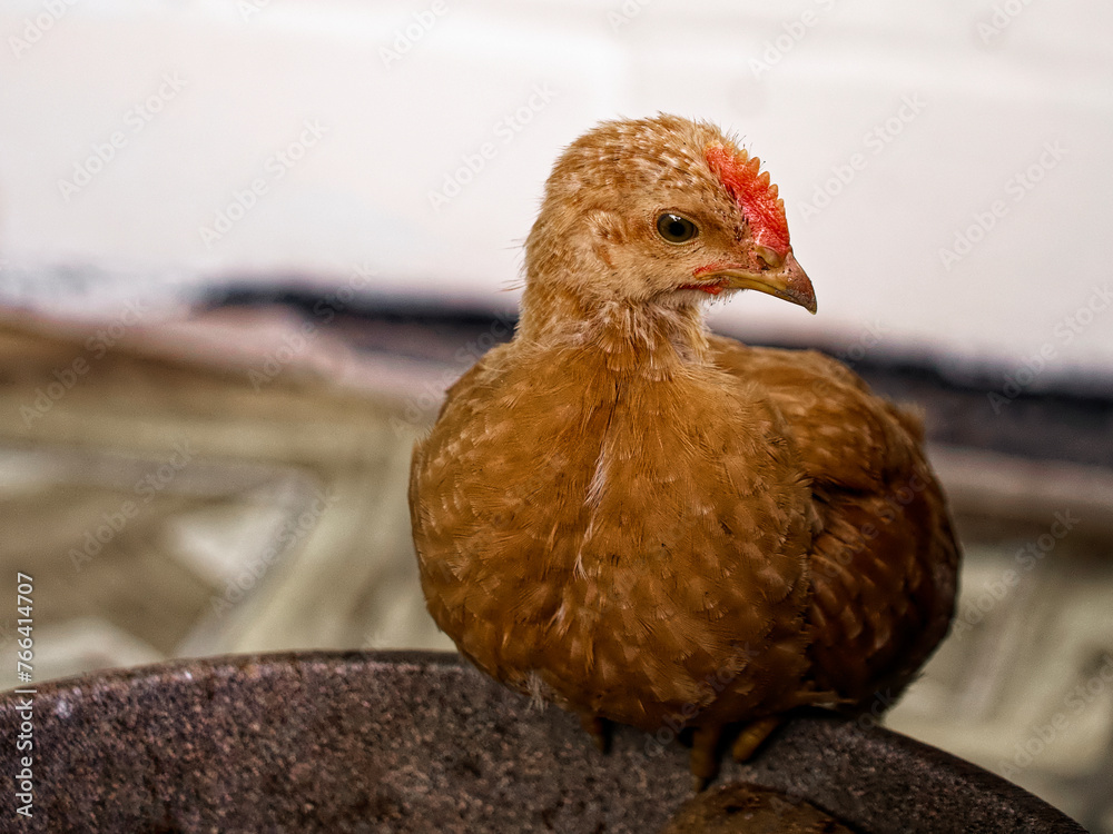 The image captures an orange-feathered chicken with a bright red comb, standing alert on a textured surface, against an unfocused backdrop.