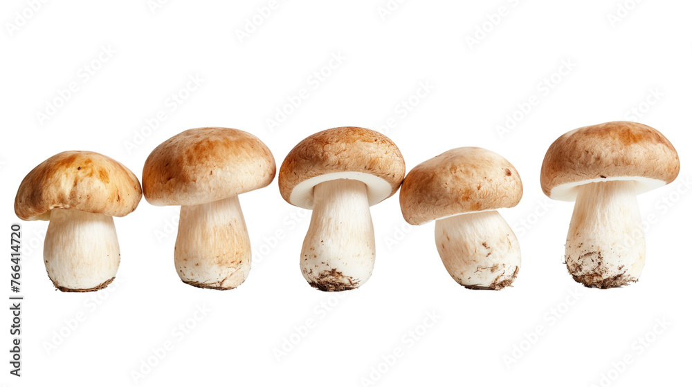 Mushrooms isolated on a white background Mushrooms isolated on a white background