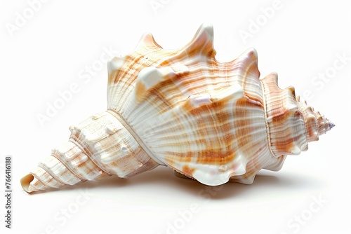 Realistic conch seashell on white background © Igor
