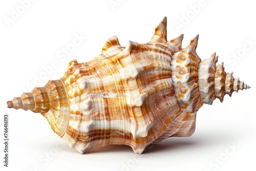 Realistic conch seashell on white background
