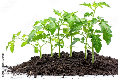 Tomato bush grow from fertile soil isolated on white background