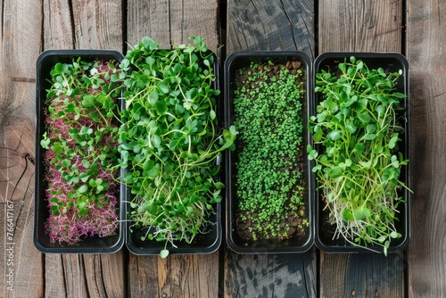 Trays with various microgreens