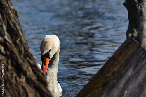 Fototapeta Naklejka Na Ścianę i Meble -  swan on the lake