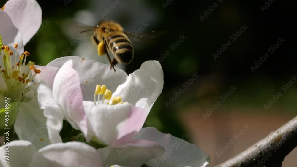 Macro Shot Honey Bee Pollinating Spring Tree White Flowers Blooming Blossoms. Slow Motion Flying Honey Bee Covered With Pollen Collecting Nectar From White Apple Flower. Spring Apple Flowers Close Up. Macro Shot Honey Bee Pollinating Spring Tree White Flowers Blooming Blossoms. Slow Motion Flying Honey Bee Covered With Pollen Collecting Nectar From White Apple Flower. Spring Apple Flowers Close Up.