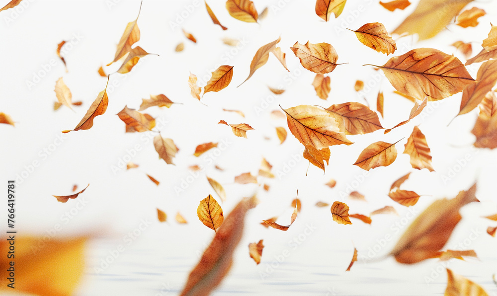 falling yellow leaves on white background.