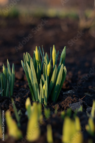 close up of a flower. sprouting daffodils in the garden. the growth of daffodils in the spring. close-up of daffodils growing on the ground