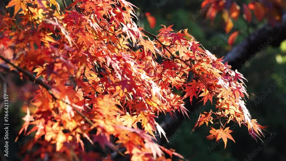 風に揺らぐ紅葉（福岡市舞鶴公園）