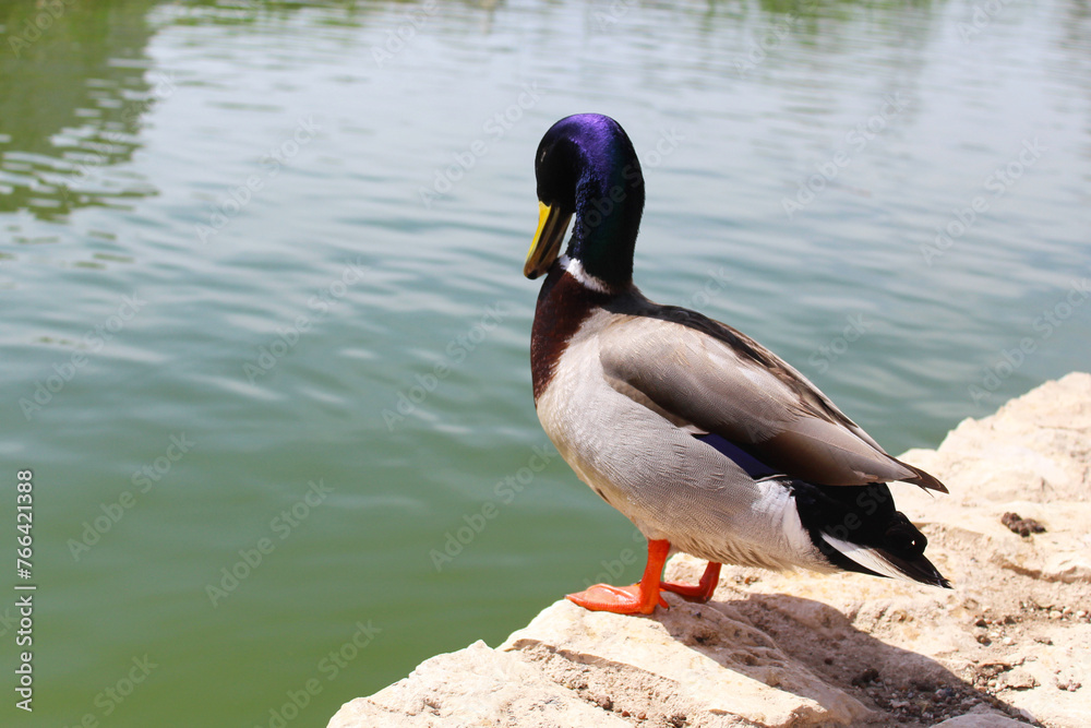Fototapeta premium duck close up near the water