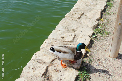 duck on the rocks