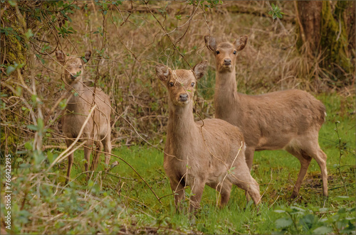 Three red deers blending in perfectly with their habitat