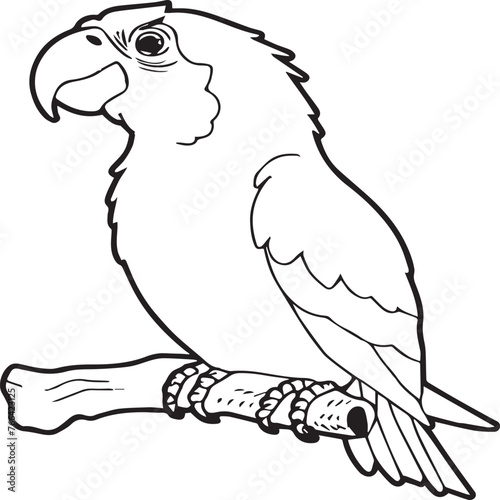 Parrot coloring pages for coloring book. Parrot outline vector