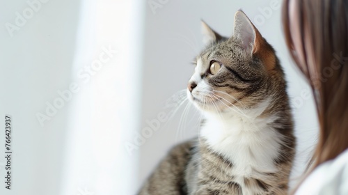 Beautiful fluffy cat on a white background