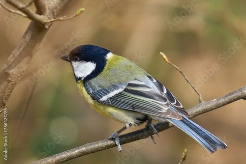 Blue tit