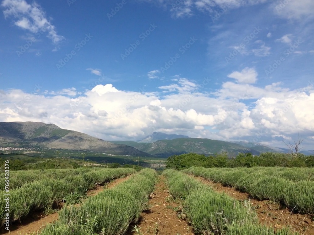 Lavender fields in Greece