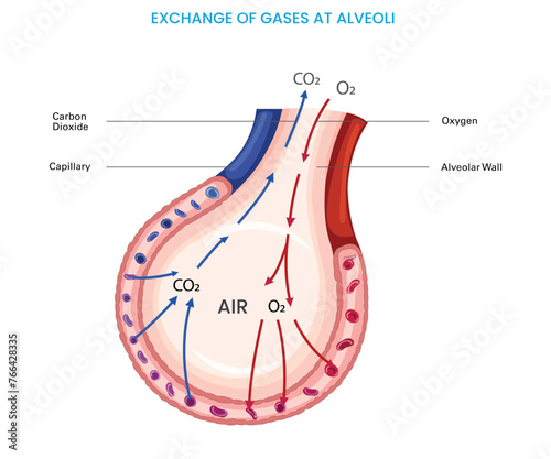 Exchange of gases at alveoli, Oxygen diffuses into the bloodstream while carbon dioxide moves out, facilitating respiration through Lungs. O2 in, CO2 out