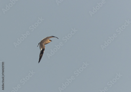 Little pratincole flying at Bhigwan bird sanctuary  Maharashtra