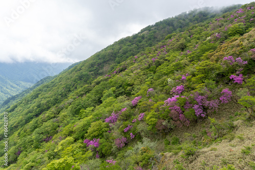 Fototapeta Naklejka Na Ścianę i Meble -  Mountain trail from Hirugadake to Mt. Tanzawa 