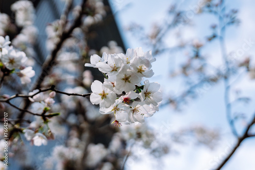 white cherry blossom