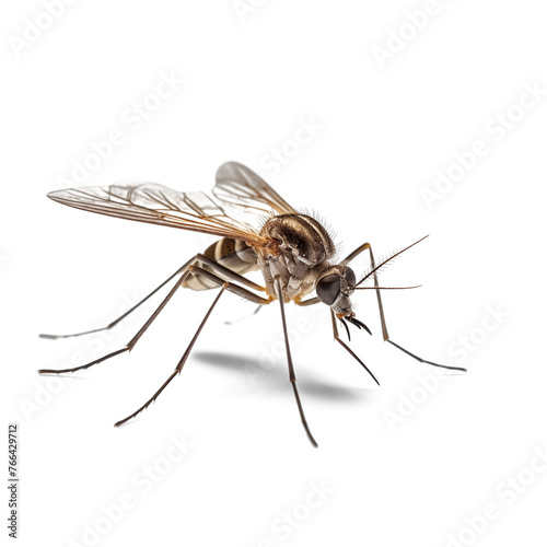 mosquito isolated on white background © PNG FOR YOU