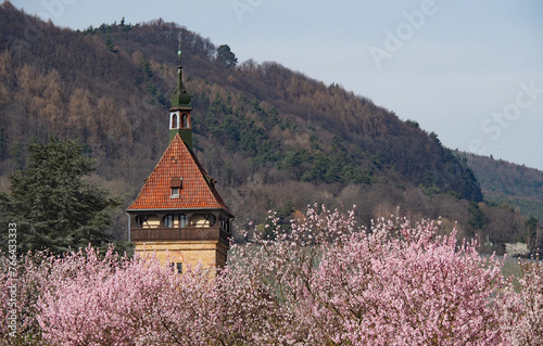Mandelblüte beim Geilweiler Hof, Siebeldingen